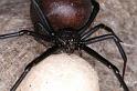 Latrodectus_hasselti_D3632_Z_88_Hamelin pool_Australie